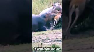 Meet the Carnivorous Hippo Natures Unexpected Predator [upl. by Lanna392]