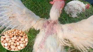 What is Molting Chickens  Dr ARSHAD [upl. by Faina390]