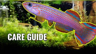 STOP RedStriped Killifish Care  Aphyosemion striatum [upl. by Allerbag98]