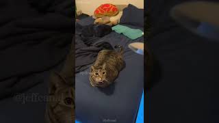 shortvideo cat mycatchannel funny yourcat catchannel funnycats petschannel pets yourpet [upl. by Loraine63]