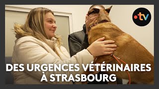 Mise en place durgences vétérinaires à Strasbourg [upl. by Handal]