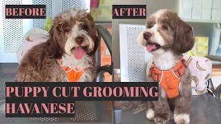 Grooming Coco The Cute Havanese  Puppy Cut Style  Bunny TV [upl. by Niran]