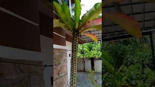 Euphorbia viguieri euphorbia youtubeshorts trending viral gardening gardeningtips [upl. by Nyla980]