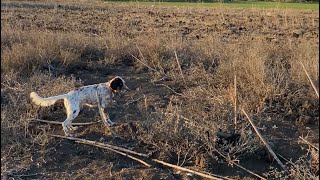 1 saatte limitler doldu quail صيد السمان bıldırcınavı keşfet avcı hunting [upl. by Paderna323]