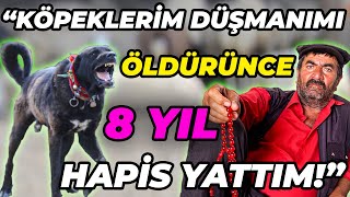 Kurda ve Domuza Acımayan Çoban Köpeği HAYMANA KARASI  Haymanalı Cino Emminin Anadolu Kaplanları [upl. by Irafat]