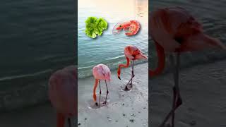 How Flamingos Get Their Pink Color [upl. by Abita]