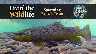 Livin The Wildlife Spawning Brown Trout [upl. by Dickenson]