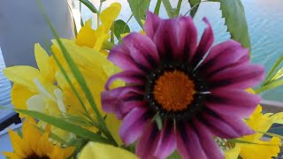 Gazania Growing Guide Harvesting amp Vase Life Tips Ep 129 [upl. by Ennaxor160]