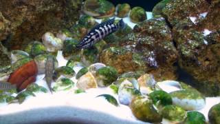 Lamprologus callipterus amp Julidochromis transcriptus  Tanganyika shell dwellers  Muszlowcepl [upl. by Ahseym]