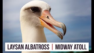 Laysan Albatross courtship at Midway Atoll [upl. by Gaile]