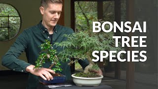 Bonsai tree species [upl. by Sarkaria]