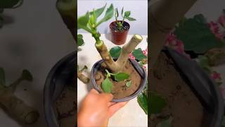 agrienatura Innesto calanche albero giada plants grafting diy gardening garden gardenplants [upl. by Raul]