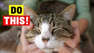 Instantly BOOST Your Cats HAPPINESS 10 Things You Should Do More Often [upl. by Hamon]