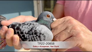 TR2220858 Gaby x Koopman Van Dyck [upl. by Lalaj]