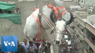 Cattle are Lifted by Crane from Rooftop in Karachi Pakistan for Eid [upl. by Enogitna]