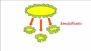 Lipid amp Lipoprotein Processing Part 1 [upl. by Nodarb]