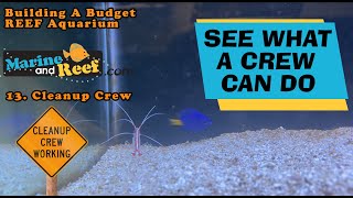 Part 13 Cleanup Crew Building A Budget Reef Aquarium [upl. by Clova]