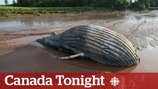 Humpback whale washes up on Nova Scotian shore dies before rescue  Canada Tonight [upl. by Ennaeilsel633]