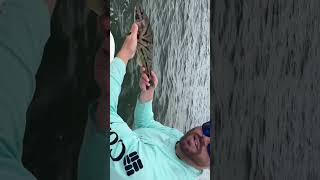 Catching Northern Kingfish NJ Fishing [upl. by Soisanahta]