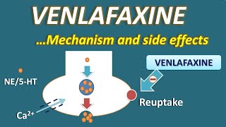 Venlafaxine  Mechanism and side effects [upl. by Kenway228]