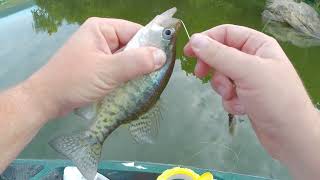 This was fun HUGE ANNOUNCMENT And Good mess of Crappie NW Arkansas Lake [upl. by Ellenig33]