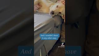 Great Pyrenees coonhound is the most adorable foster fail [upl. by Eivol]