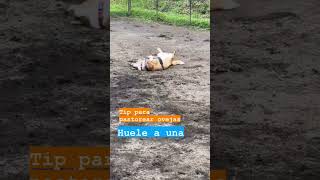 Tips para pastorear ovejas corgi perros paramascotas mycorgi tips sheep corgisofyoutube [upl. by Anivel663]