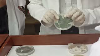 MICROBIOLOGIA FASE 3  PRACTICA 03  04 [upl. by Sirmons320]