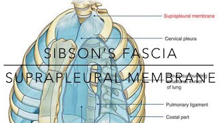 Supra pleural membrane SIBSON’S fascia notes [upl. by Yentnuoc]