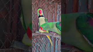 CUTE 🥰😍 Parrot Talking Funny And smart 😂youtubeshorts parrot mittoo mithun shorts video [upl. by Arleyne]