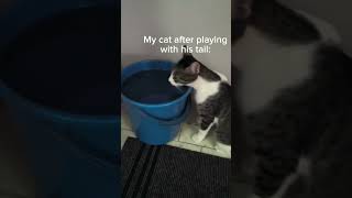 Like doesn’t his tail hurt after biting it foryou catvideos catlover viralvideo [upl. by Ecienaj]