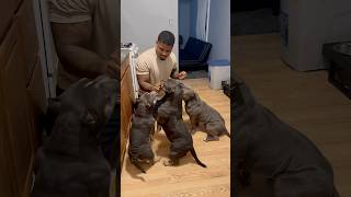 3 IS THE BUGGIEST LET DOWN EVER puppy pitbullsofficial doglover americanbully dogs [upl. by Amsed]