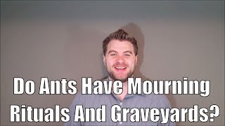 Do Ants Have Mourning Rituals And Graveyards [upl. by Tommi724]