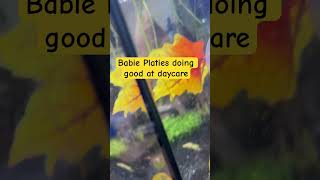 Baby Platies updatefishtank fish tropicalfish aquarium nature aquatic tropicaltank [upl. by Velvet]