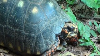 JABUTIPIRANGA CHELONOIDIS CARBONARIA REDFOOTED TORTOISE Quelônios [upl. by Hadrian582]