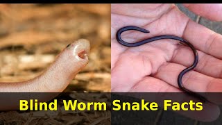 Blind Worm Snake Facts [upl. by Notxed145]