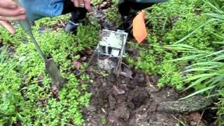 spring mole trapping test with the mole eliminator [upl. by Barbi]