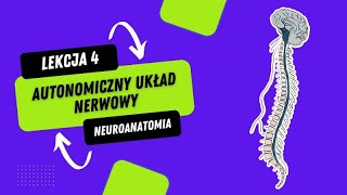 Neuroanatomia  Autonomiczny Układ Nerwowy [upl. by Odraccir]