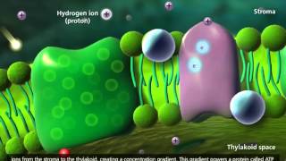 Photolysis of water or spliting of Water during Photosynthesis Explain using Graphic Tablet [upl. by Orsola733]