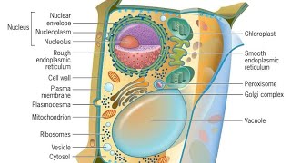 Endoplasmic Reticulum in Pashto Types of Endoplasmic Reticulum Structure and Function [upl. by Assetak]