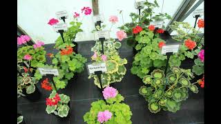 Visit to Fibrex Part 5Variegated zonal pelargoniums [upl. by Dranek]