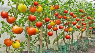 No need to buy tomatoes anymore Here is the Tomato Growing Solution for your family [upl. by Kauffmann132]