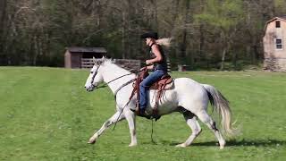 FAMILY FRIENDLY AQHA REGISTERED GRAY GELDING BEEN RANCHING ROPES TRAIL RIDES WORKS CATTLE [upl. by Mallissa156]