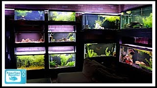 How to Keep Aquarium Glass Clean and Algae Free WITHOUT Scraping Glass [upl. by Gradeigh378]