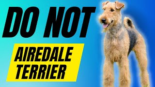 7 Reasons You SHOULD NOT Get a Airedale Terrier [upl. by Abel]