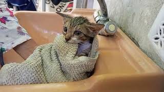 Kittens First Bath to Get Rid of Flea [upl. by Elsilrac]