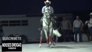 CABALLOS BAILADORES MEXICANOS que chingon bailan [upl. by Eremihc]