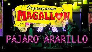 Organización Magallón  Pájaro Amarillo En Las Iguanas 2024 [upl. by Juana]