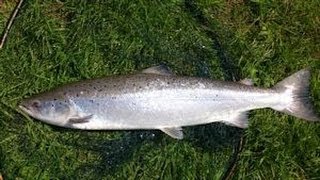 Atlantic salmon on the fly  Somerley Estate Hampshire Avon [upl. by Seiter599]