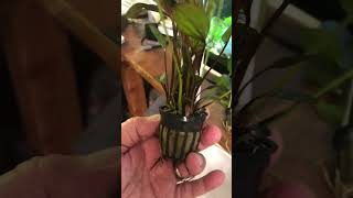 New plants Echinodorus ‘Red Flame  Red Flame Amazon Sword Plant [upl. by Ronny]